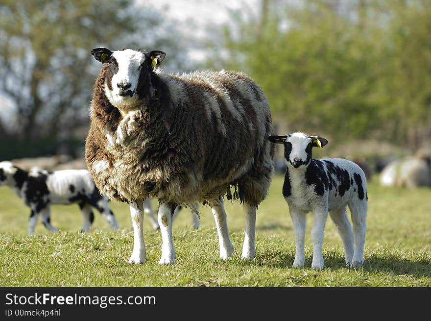 A lamb with its mother in the late afternoon sun in april. Noord Holland, Netherlands. A lamb with its mother in the late afternoon sun in april. Noord Holland, Netherlands.