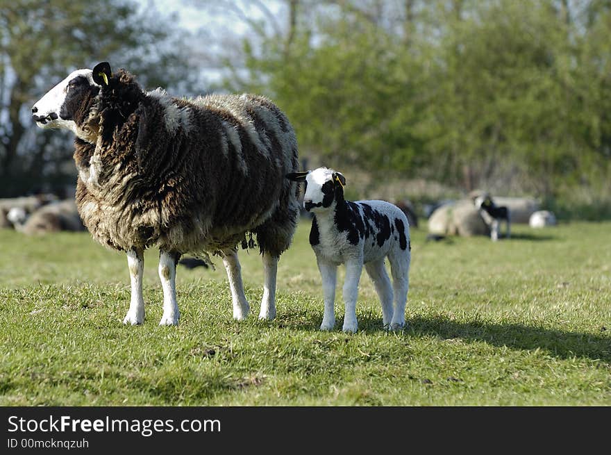 A lamb with its mother in the late afternoon sun in april. Noord Holland, Netherlands. A lamb with its mother in the late afternoon sun in april. Noord Holland, Netherlands.