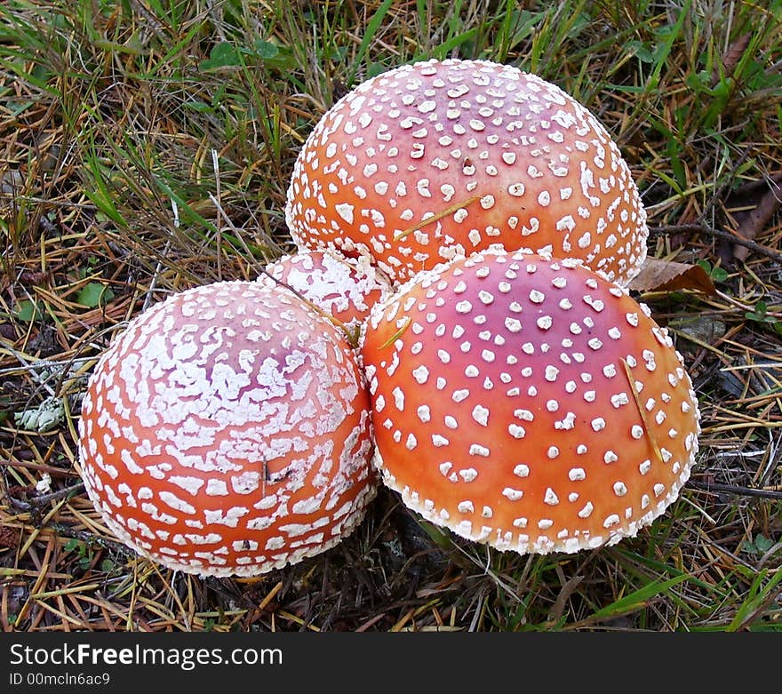 Exotic fungi