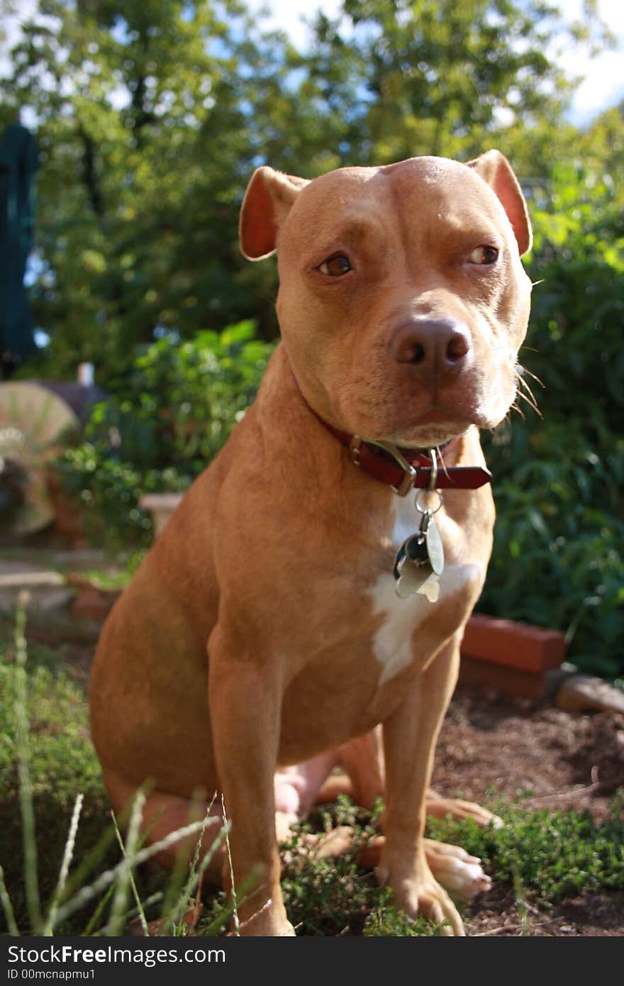 An american bulldog looks incredulous. An american bulldog looks incredulous