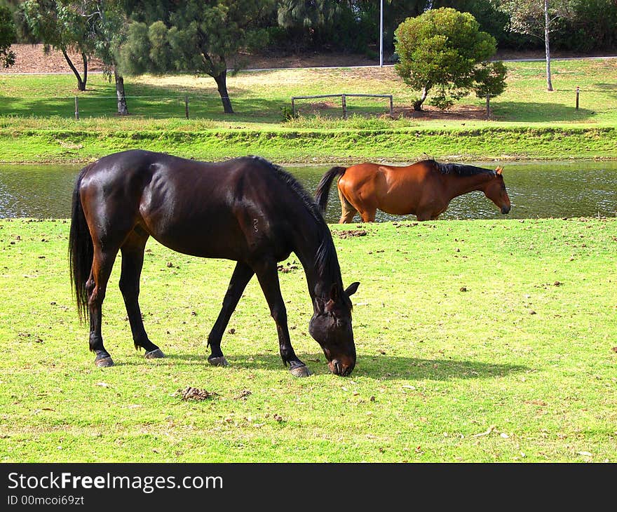 Torrens Horses 3