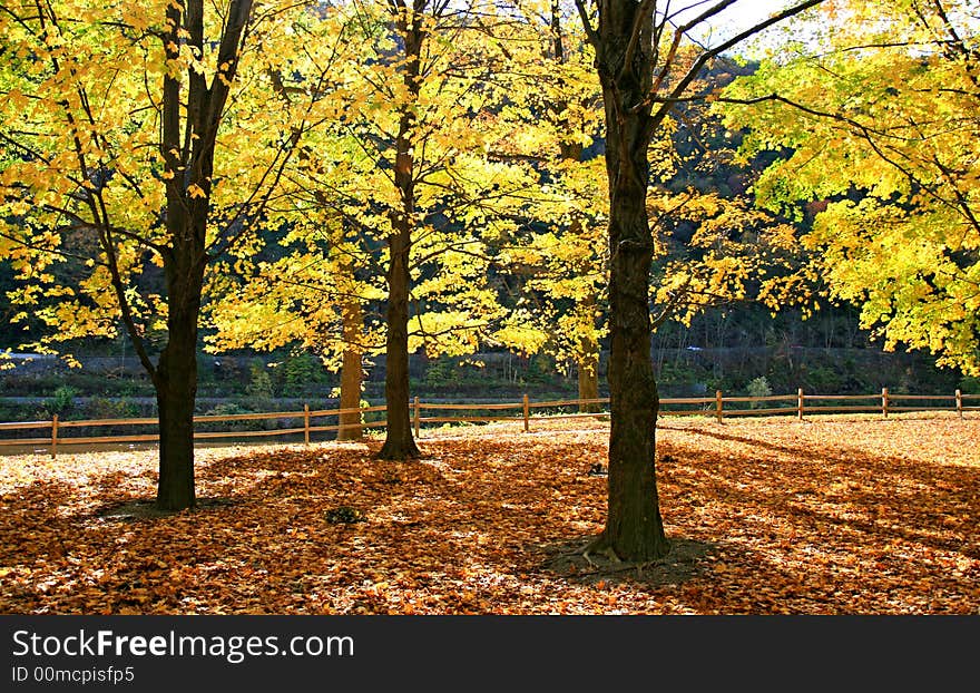 The foliage scenery