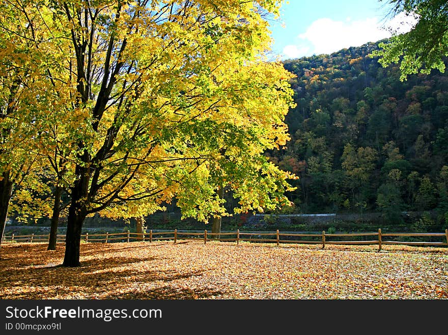 The Foliage Scenery