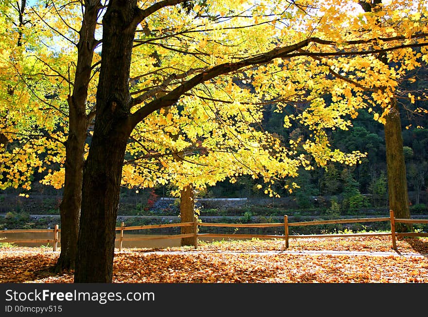 The foliage scenery