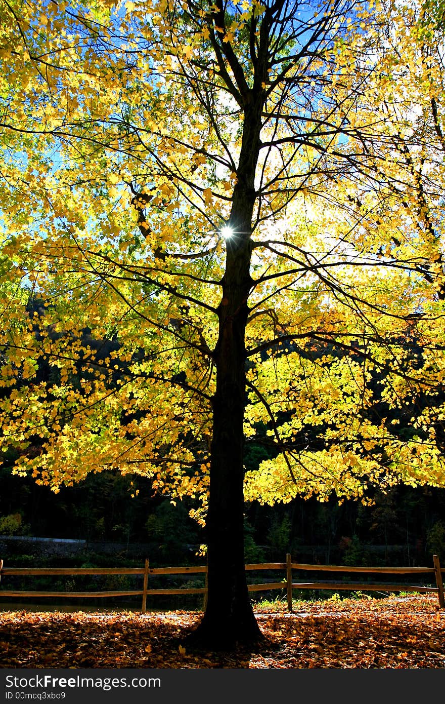 The foliage scenery