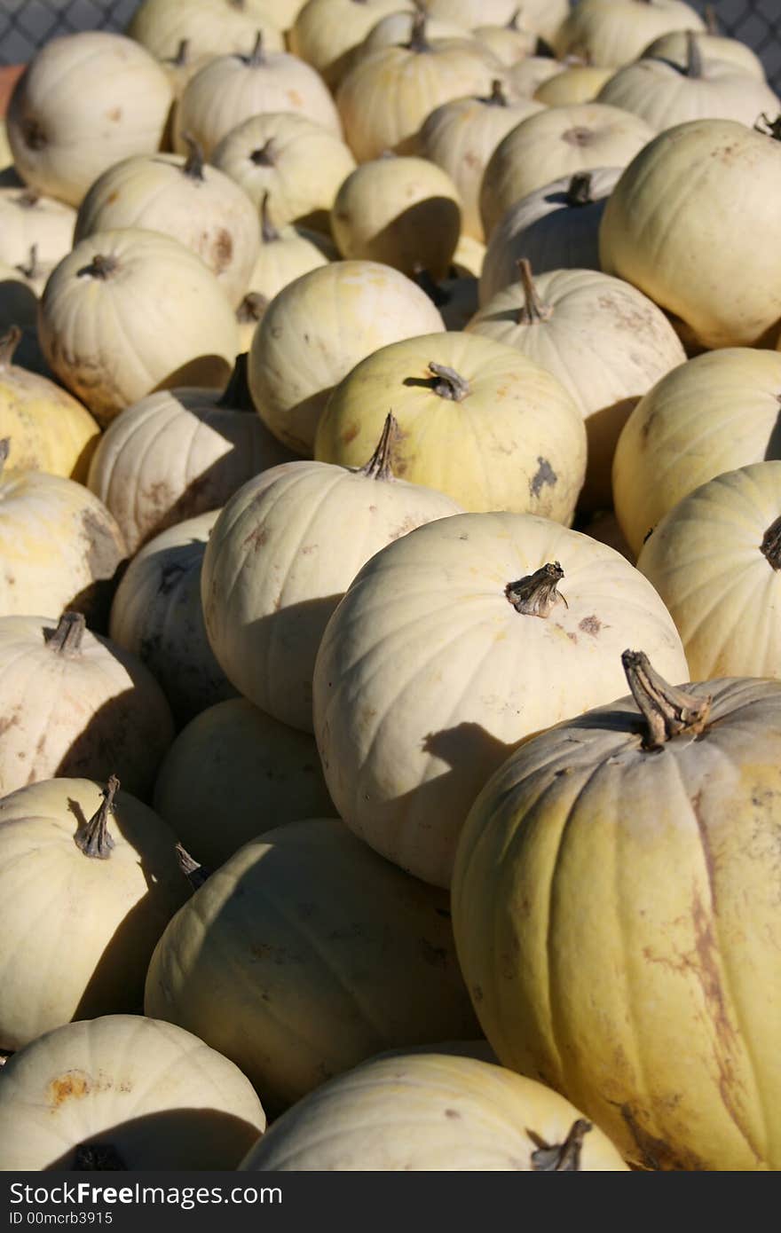 A large grouping of white pumpkins taken at a local farm.