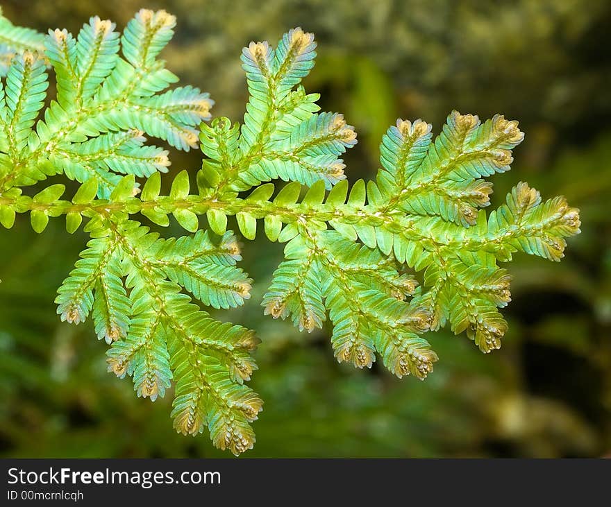 Bluish Green Leaves