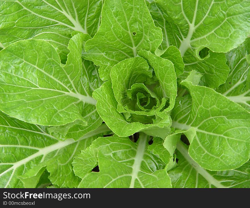 A top view of cabbage