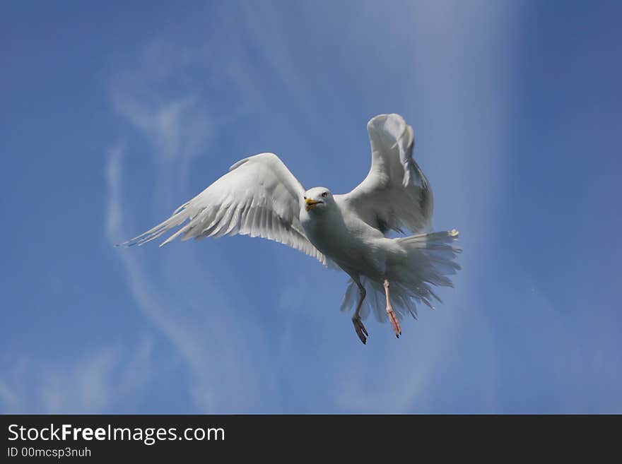 A flying seagull in the sky