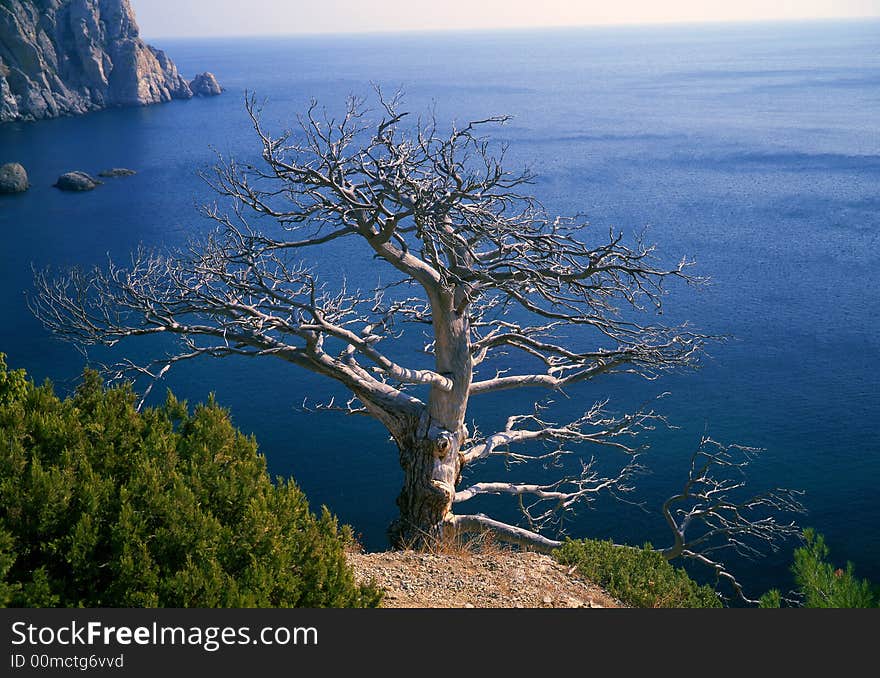 Tree on a background of the sea