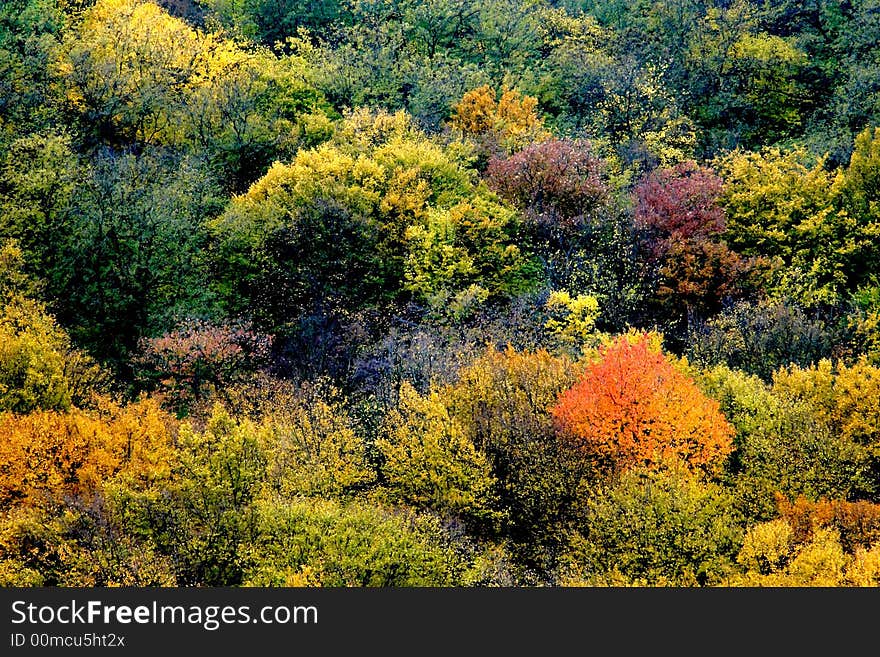 A background of color leaves. A background of color leaves