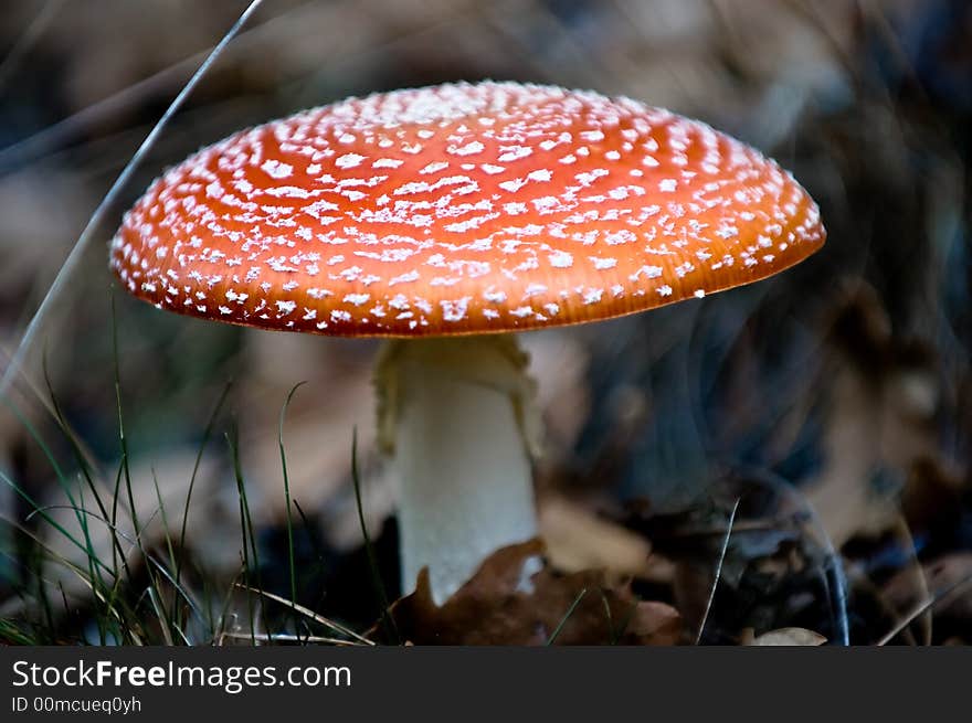 Fly agaric closeup