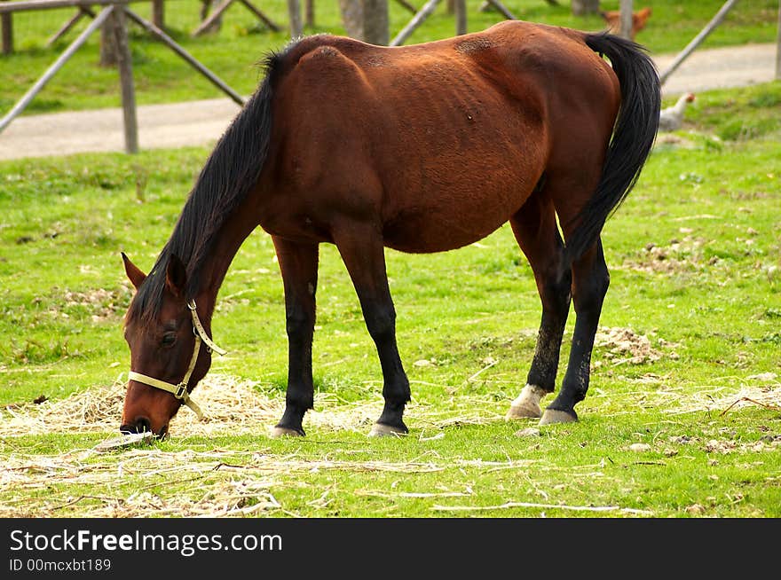 Horse eating the grass in the ranch