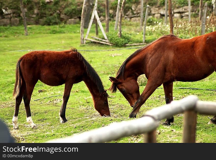 Two horse eating the grass in the ranch