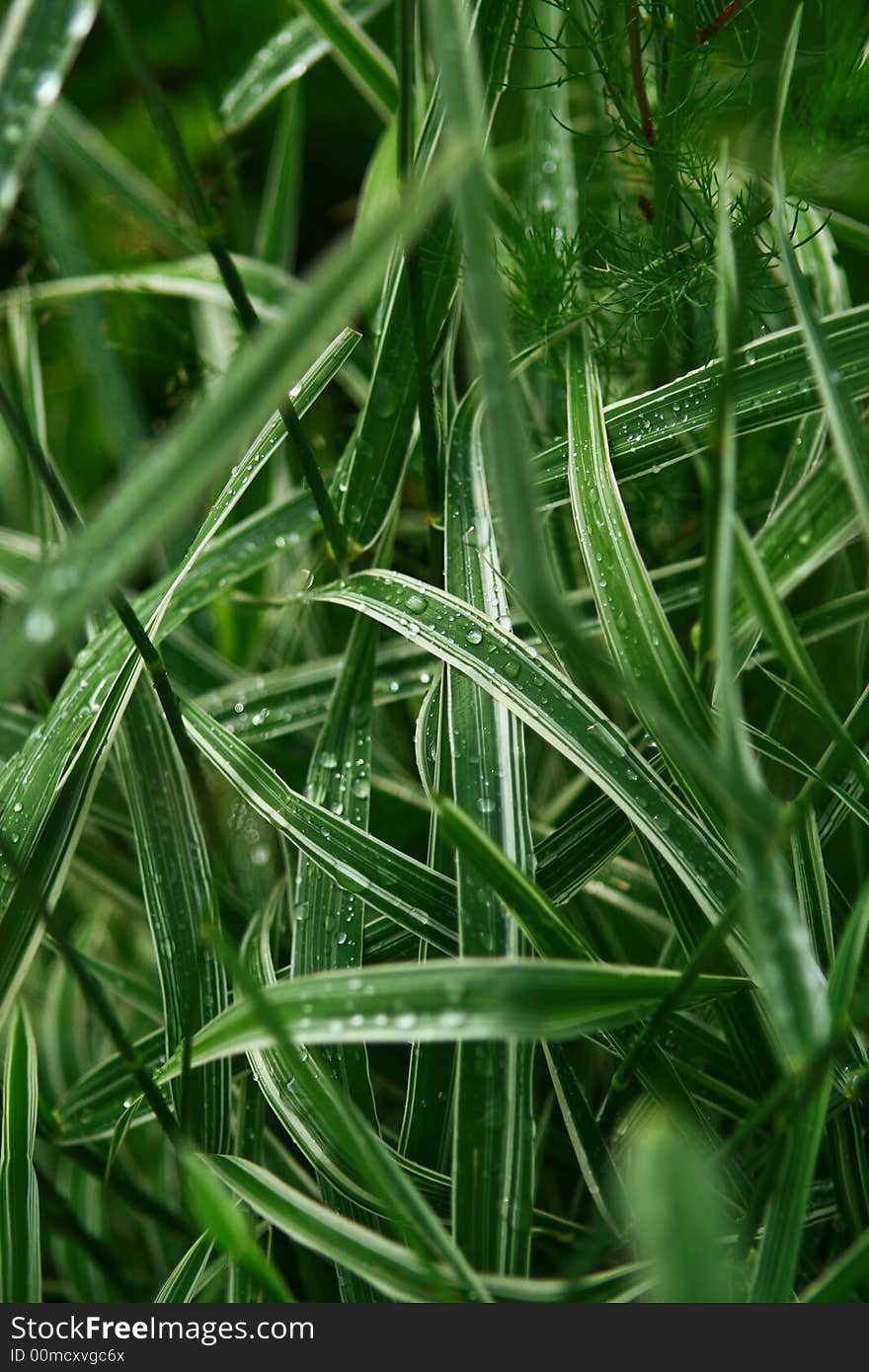 Drops of dew on a grass. Drops of dew on a grass