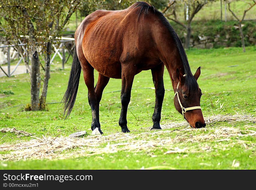 Horse eating the grass in the ranch