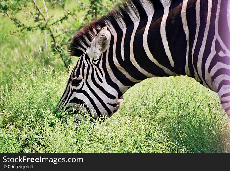 Zebra head chewing grazing
Equus Burchellli
Striped stripes. Zebra head chewing grazing
Equus Burchellli
Striped stripes