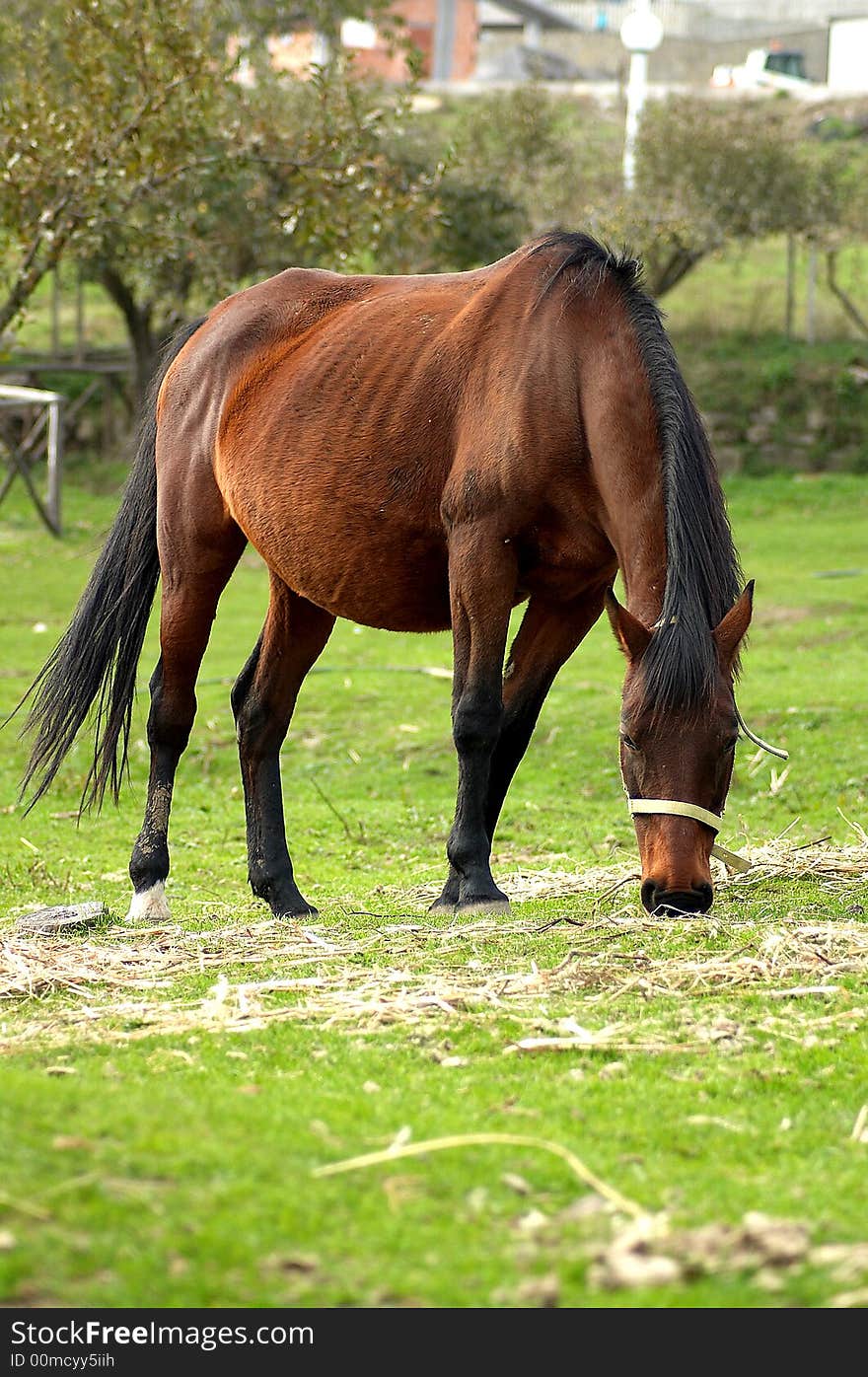 View of an horse eating the grass in the ranch