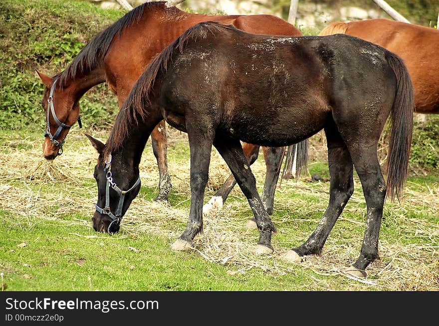 Two horse eating the grass in the ranch