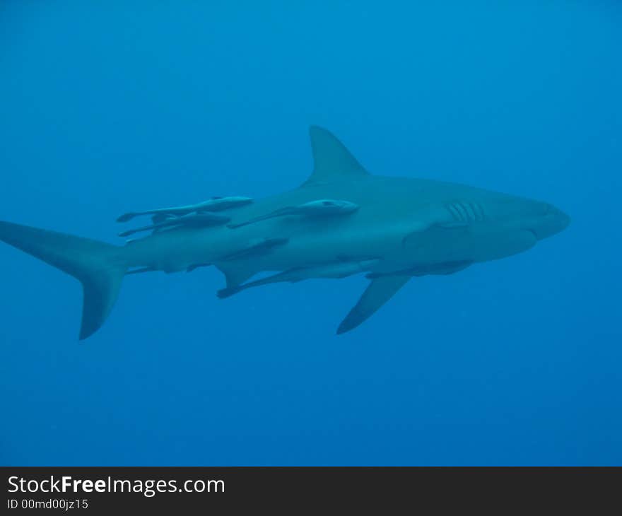 A grey reef shark is swimming (with passengers) in the Coral Sea (Australia)