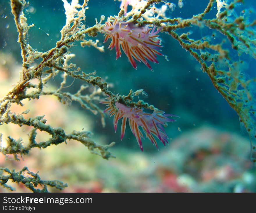 Two Flabellina (Mediterranean nudibranchs) swings from underwater currents. Two Flabellina (Mediterranean nudibranchs) swings from underwater currents