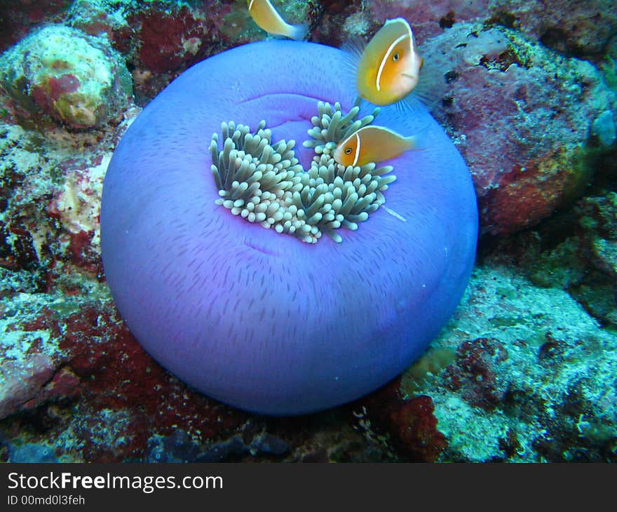 Clownfishes at home...on their anemone