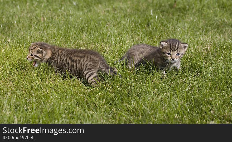 Small young cat portrait on green grass. Small young cat portrait on green grass