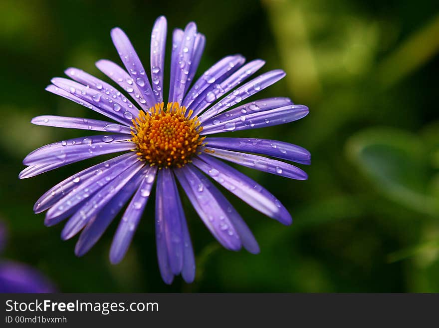 Dew on a flower after a rain. Dew on a flower after a rain