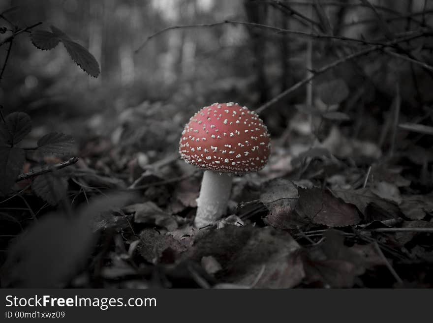 Toadstool in a forest