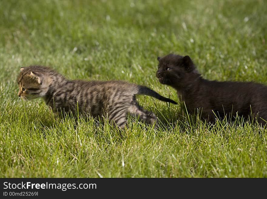 Small young cat portrait on green grass. Small young cat portrait on green grass