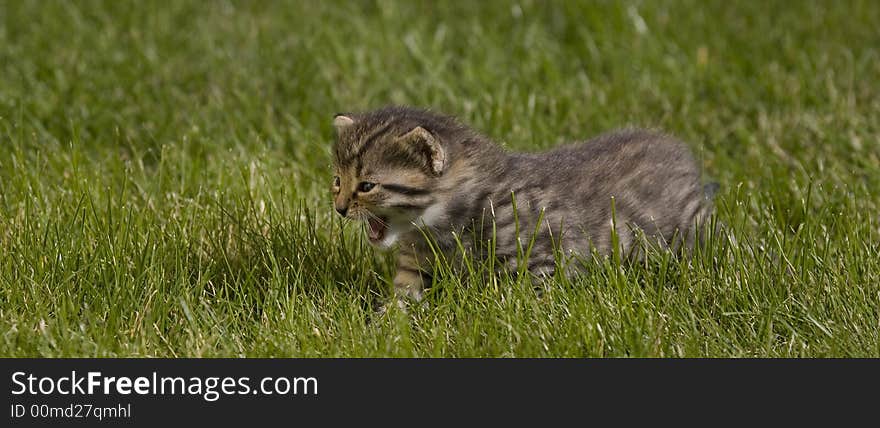 Small young cat portrait on green grass. Small young cat portrait on green grass