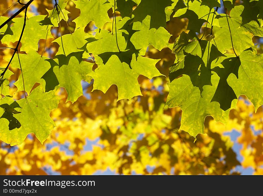 Green maple leaves on yellow bright blurry background. Green maple leaves on yellow bright blurry background