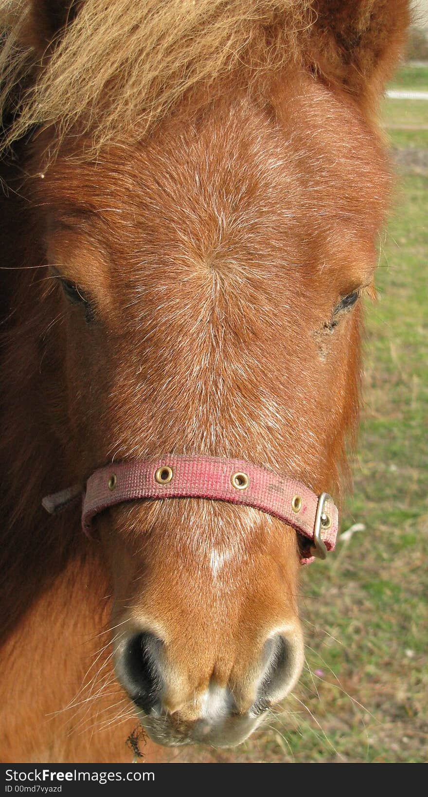 Portrait of small horse in field