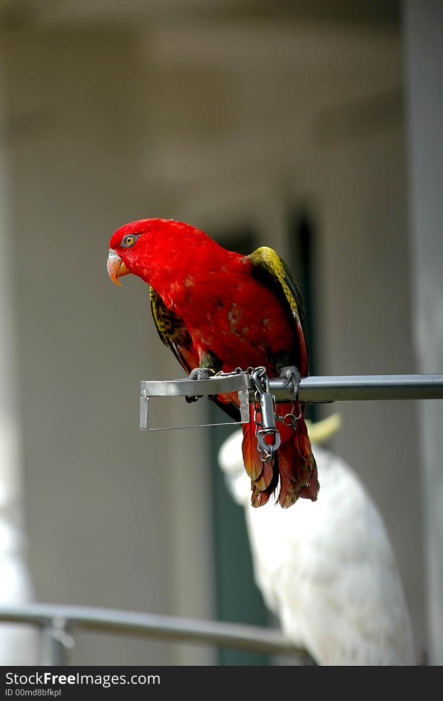 Close up of a parrot in a zoo.Shaanxi province,China.