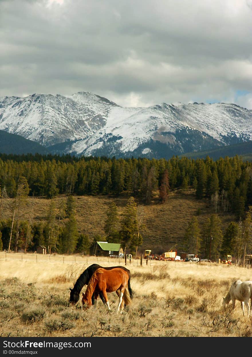 Colorado Mountains and Horses