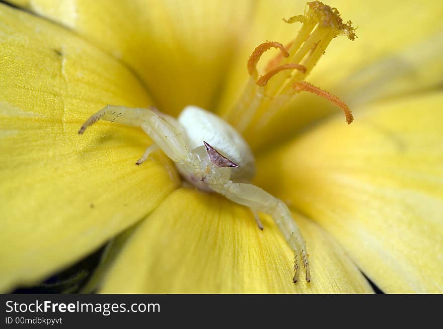 Crab Spider on Flower