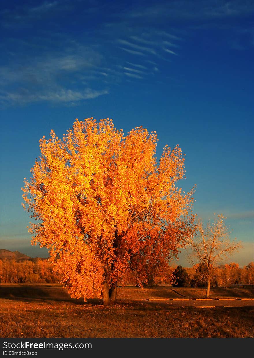 Yellow Autumn Tree in Morning Light against blue skies and clouds. Yellow Autumn Tree in Morning Light against blue skies and clouds