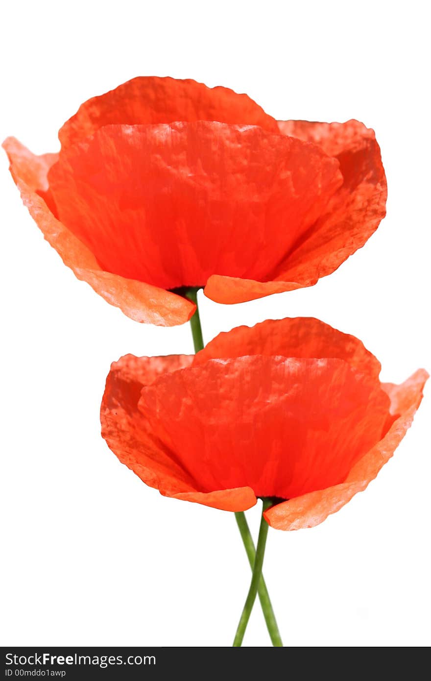 Red poppy on white background