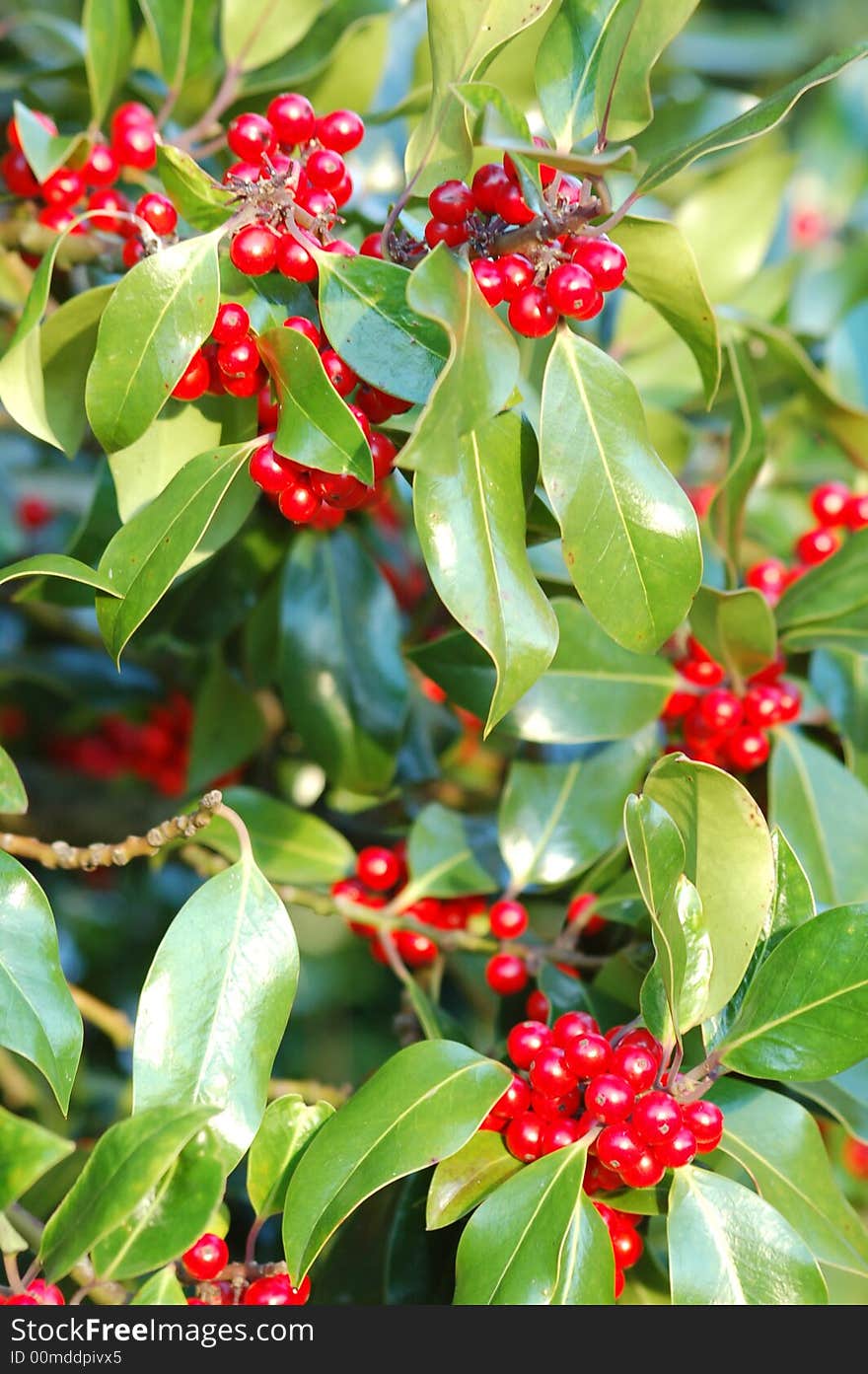 Red Berries On Holly Bush