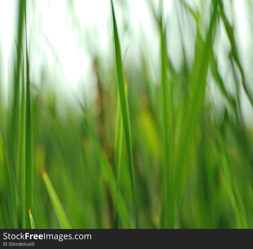 Green reeds in a pond. Green reeds in a pond