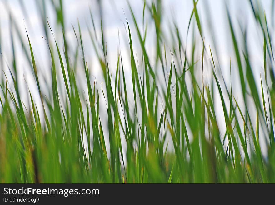 Green reeds in a pond. Green reeds in a pond