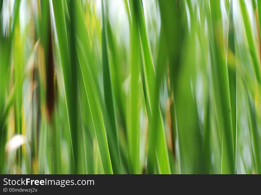 Green reeds in a pond. Green reeds in a pond