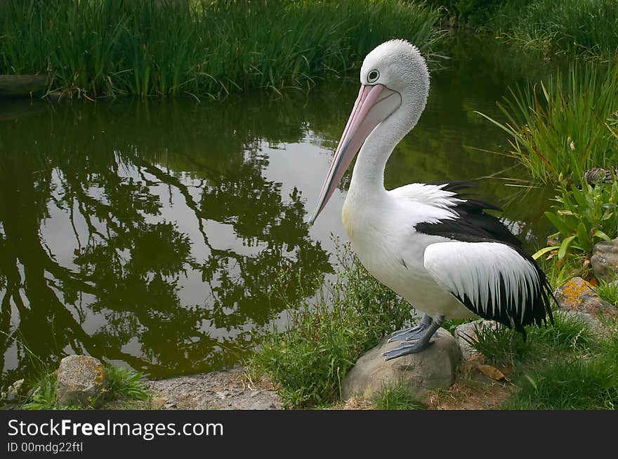 One pelican at the pond. Side view. One pelican at the pond. Side view.