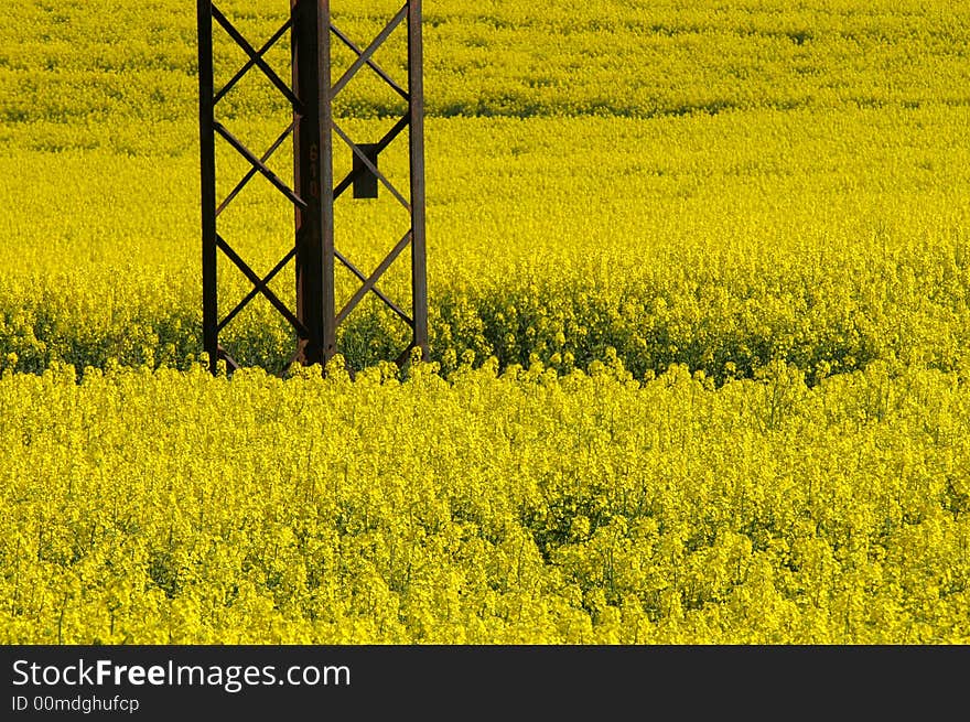 Yellow Field