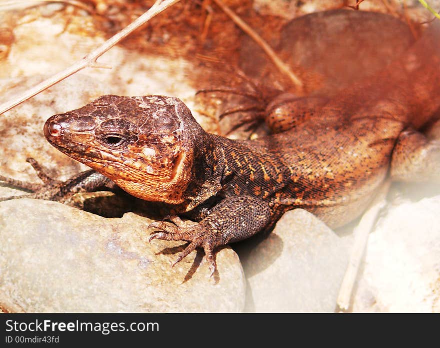 This wild Canary Islands lizard shows his problems in touching hot stones and it is a peculiar and big species which only lives in the Canary Islands. This wild Canary Islands lizard shows his problems in touching hot stones and it is a peculiar and big species which only lives in the Canary Islands