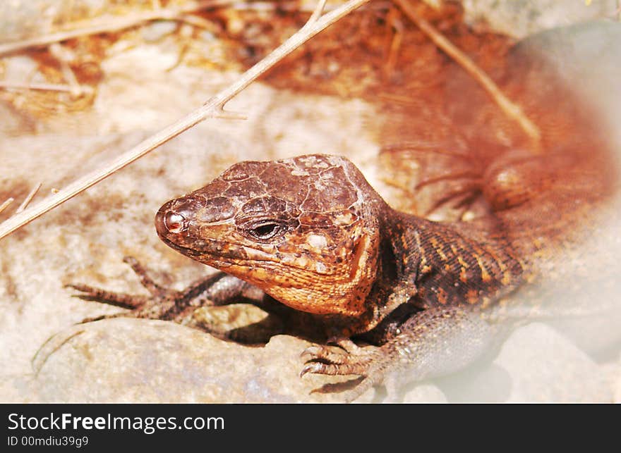 This wild Canary Islands lizard shows his problems in touching hot stones and it is a peculiar and big species which only lives in the Canary Islands. This wild Canary Islands lizard shows his problems in touching hot stones and it is a peculiar and big species which only lives in the Canary Islands