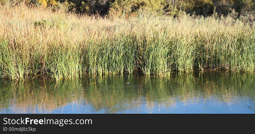 Reed Reflections