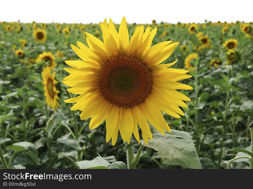 Young yellow sunflower in field isolated from top. Young yellow sunflower in field isolated from top