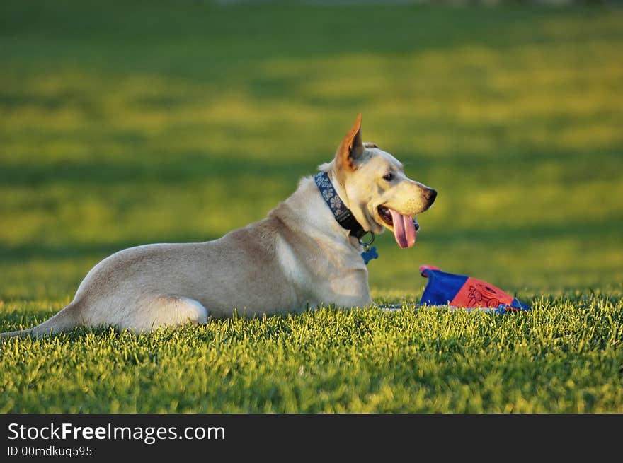 Dog resting from play time in the park. Dog resting from play time in the park.