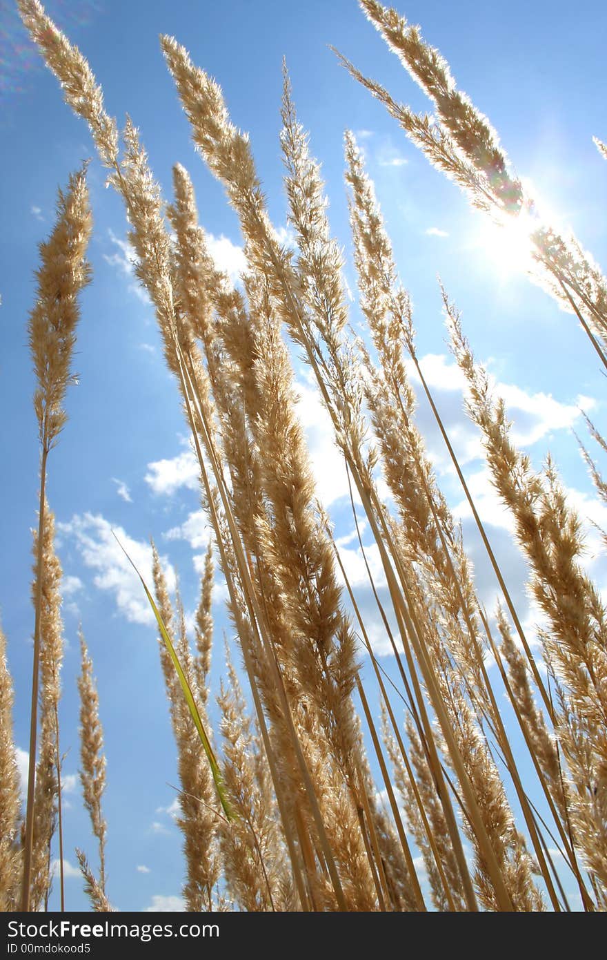 grass growing to the sky. grass growing to the sky